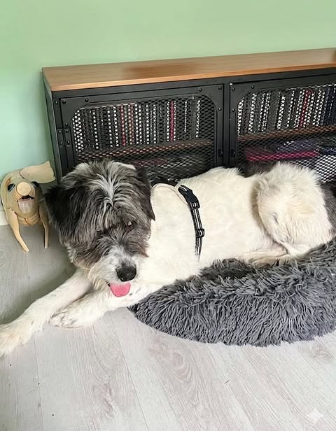 A large black‑and‑white dog wearing a black harness lies on a fluffy grey pet bed indoors, looking toward the camera with its tongue slightly out. Behind the dog is a wooden cabinet with mesh doors and books inside, and a small decorative dog figurine sits on the floor nearby.