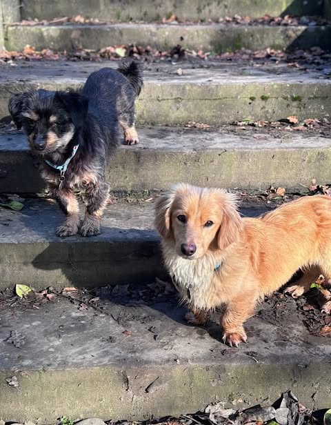 Two small dogs stand on worn stone steps outdoors, one dark‑furred with a blue collar and one light tan, both looking toward the camera in soft sunlight with scattered autumn leaves around them.