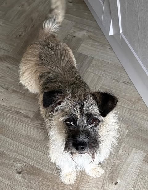 Small, wiry‑coated dog with light brown and cream fur stands on a pale wood floor beside a white cabinet, looking up toward the camera with an alert, expressive face.
