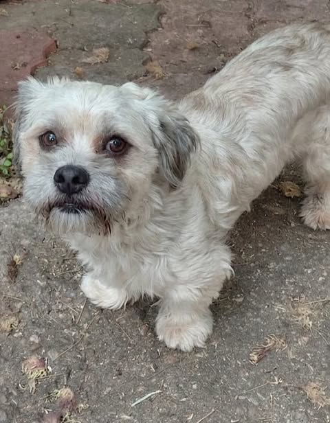 A small cream-coloured dog with darker fur around its ears and muzzle stands on a rough concrete surface and looks up into the camera.