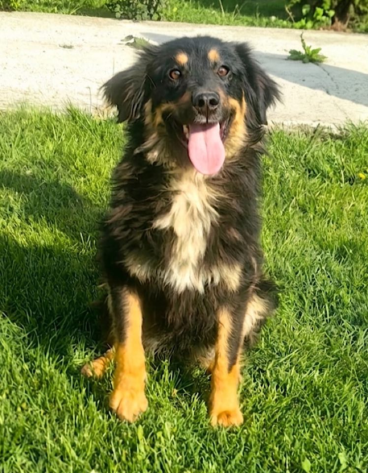 A medium-sized black and tan dog sits on green grass with its mouth open and tongue out, looking toward the camera. A concrete path and leafy plants are visible in the background.