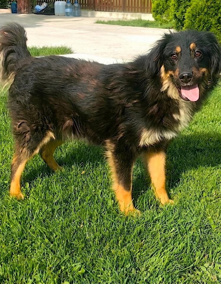 A medium-sized black and tan dog with a thick, wavy coat stands on a grassy lawn with its tongue out. A paved area, large water bottles, a wooden fence, and green shrubs appear in the background.