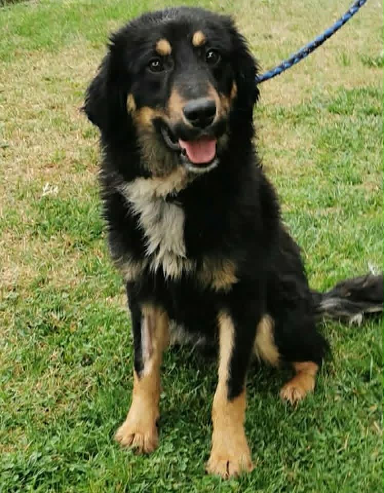 A medium-to-large black and tan dog with a white chest patch sits on grass, looking toward the camera while attached to a blue leash.