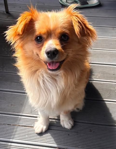 A small dog with golden‑brown and white fur sits on a sunlit grey wooden deck, looking toward the camera with its mouth slightly open.