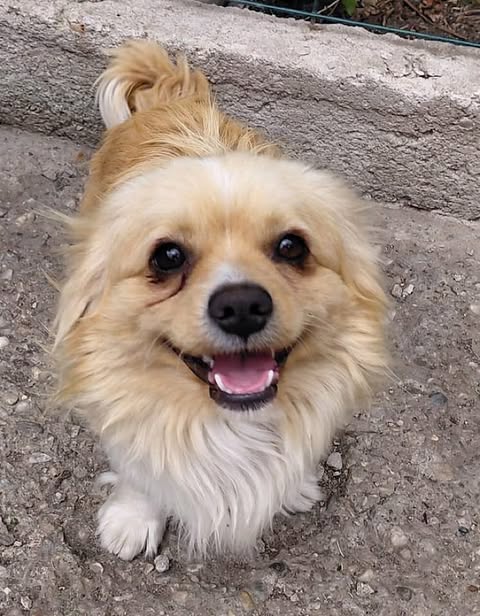 Small tan-and-white long‑haired dog standing on rough concrete, looking up with its mouth open and tongue visible.