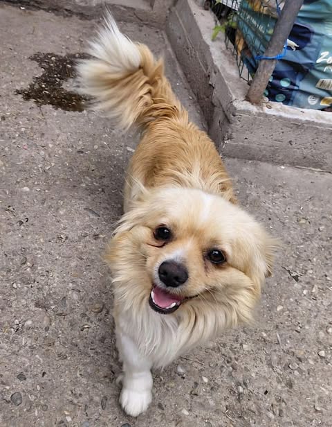 Small light‑brown and white dog with a fluffy tail standing on concrete, looking up with its mouth slightly open.