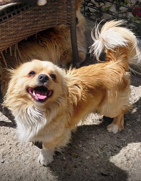 Small golden‑brown and white dog standing on a rough outdoor surface, looking up with its mouth open.
