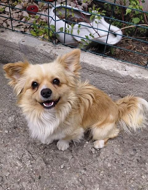 mall light‑brown and white dog sitting on rough concrete, looking toward the camera with its mouth open; wire fence and plants are visible behind.