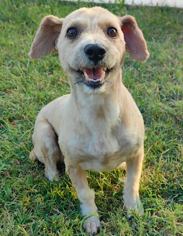 A small tan dog with short trimmed fur sits on green grass, looking toward the camera with its mouth open in a friendly expression.