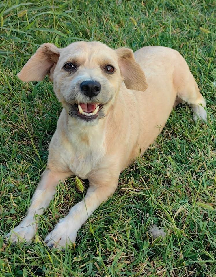 A small light tan dog with short fur lies on green grass, looking toward the camera with its mouth slightly open.