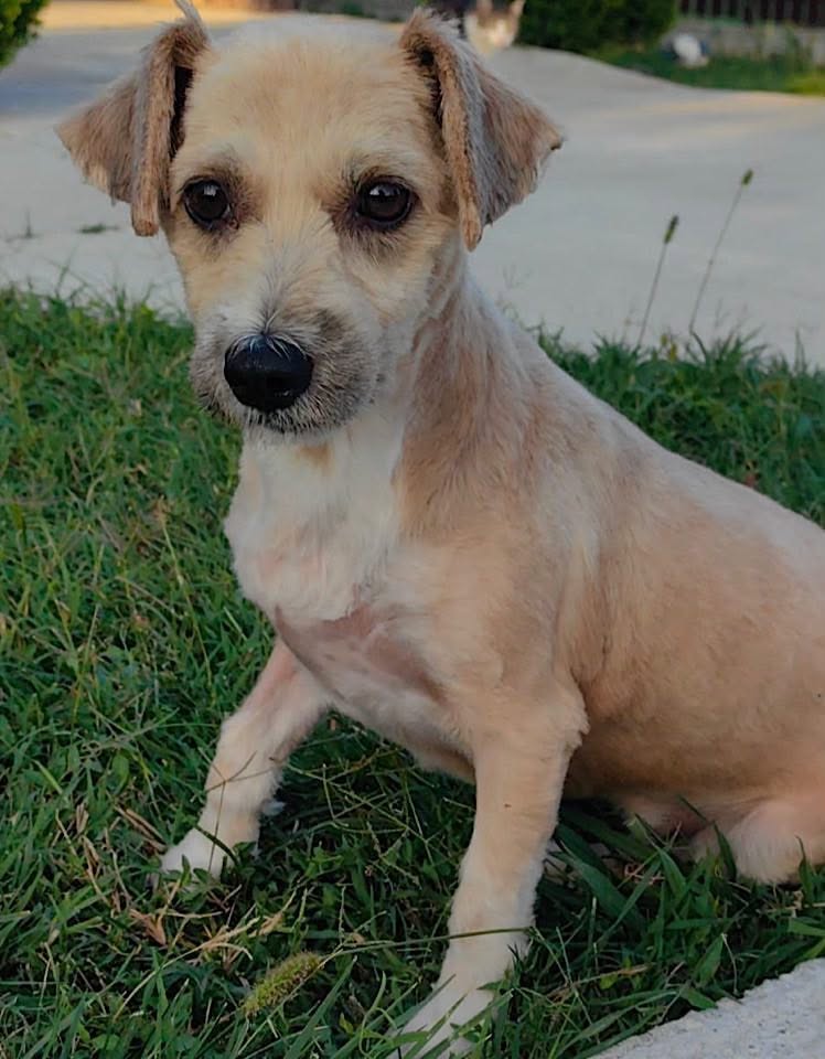 A small light tan dog with short fur sits on green grass near a concrete walkway, looking toward the camera with large dark eyes.
