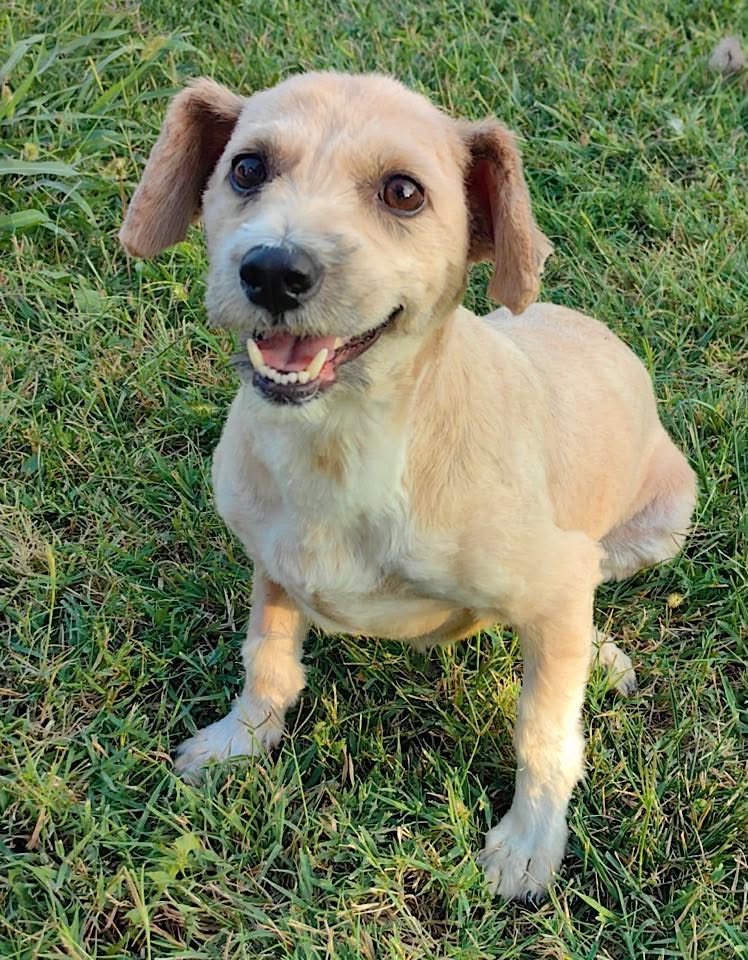 A small light tan dog with short fur sits on green grass, looking toward the camera with its mouth open and ears hanging down.