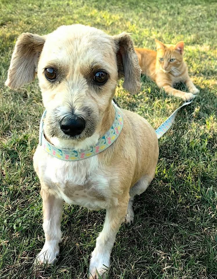 A small light tan dog with short fur sits on grass wearing a colorful patterned leash, while an orange cat lies behind it on the grass looking toward the dog.