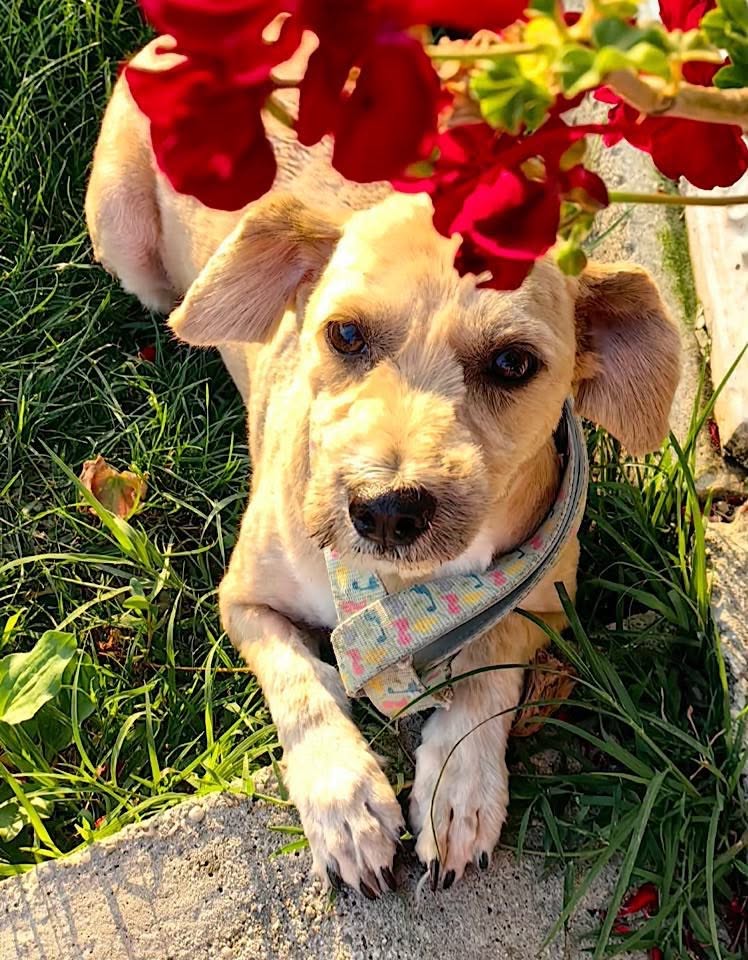 A small light tan dog with short fur lies on green grass beside a concrete edge, partially shaded by bright red flowers overhead.