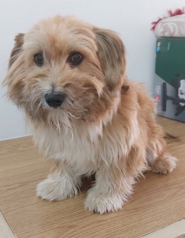 A small light brown dog with medium-length fur sits on a wooden floor, looking toward the camera near a green box and a cushion.