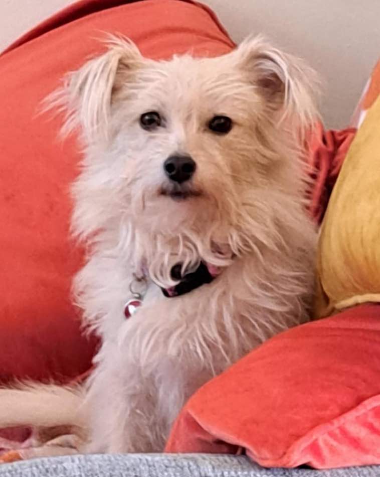 Small white rescue dog with a fluffy coat and pink collar sitting among bright orange cushions.