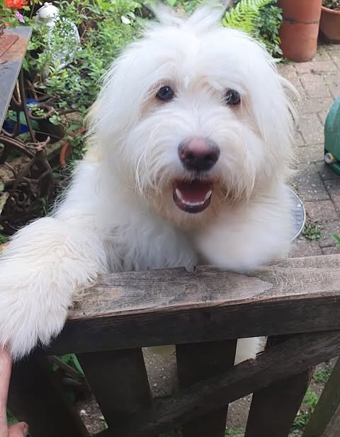 A small, fluffy white dog stands on its hind legs with its front paws resting on a wooden gate, looking toward the camera with an open‑mouthed, excited expression. Behind the dog is a garden with green plants, potted flowers, and a brick patio.