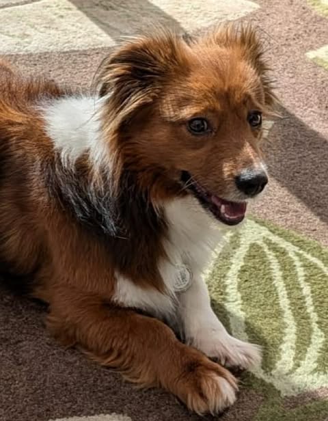 A small reddish‑brown dog with medium‑length fur lies on a patterned carpet, its mouth slightly open to show its tongue and teeth. Sunlight from the side highlights the dog’s face and fur, creating soft shadows across the indoor scene.