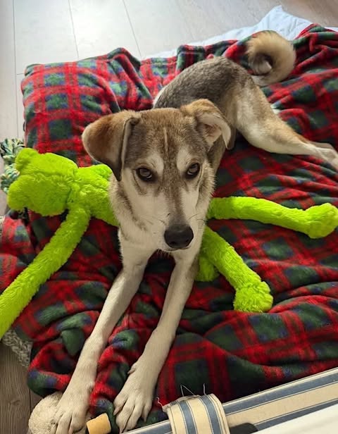A light brown and white dog rests on a red and green plaid blanket with a bright green plush toy tucked under its front legs.
