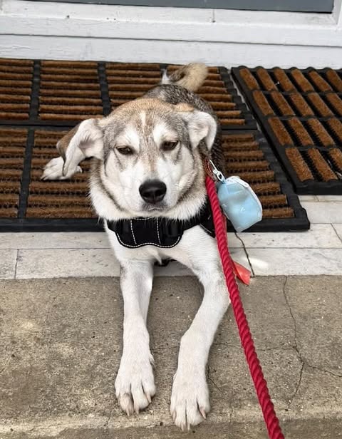 A light brown and white dog wearing a black harness lies on a concrete surface in front of a door, attached to a red leash.