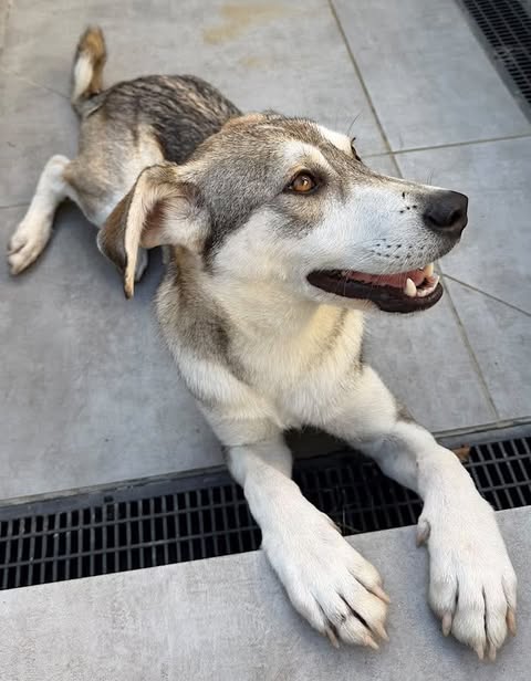 A light gray and white dog with upright ears lies stretched out on a tiled floor near a black drainage grate, its mouth slightly open.