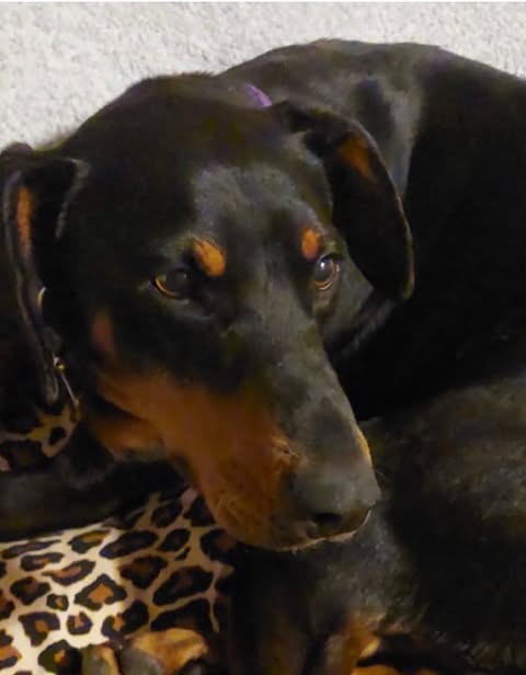 Black‑and‑tan dog lying on a leopard‑print blanket, resting on its side with its head up and ears relaxed, looking toward the camera against a plain light‑coloured wall.