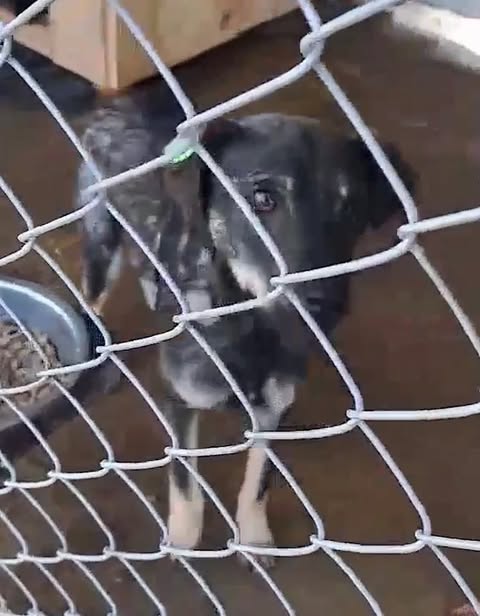 Medium-sized dog with a grey-and-black coat with lighter markings stands inside a metal-mesh enclosure, facing the camera. A food bowl is visible on the left and the concrete floor and wooden structure in the background indicate a kennel setting.