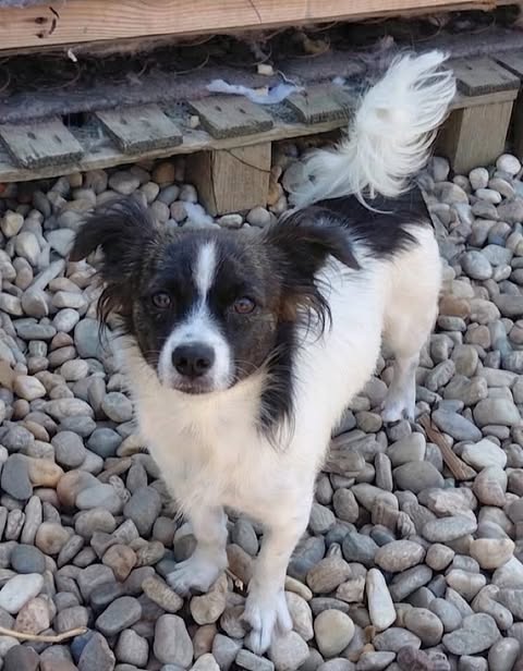 A small white dog with black markings on its head and back stands on smooth round stones in front of a wooden structure. 