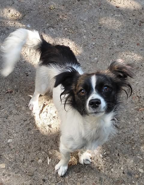 A small white dog with black markings on its head and back stands on smooth round stones and looks up into the camera with a gentle expression.