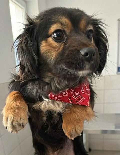 A small black‑and‑brown dog wearing a red patterned bandana sits indoors on a metal surface, with tiled walls behind it and its face turned slightly toward the camera.