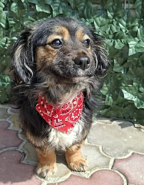 A small black‑and‑brown dog wearing a red paisley bandana stands on multicoloured interlocking tiles, with a backdrop of dense green leafy decorations behind it.