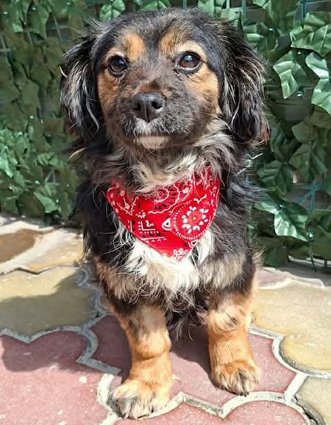 A small black‑and‑brown dog wearing a bright red paisley bandana sits on multicoloured interlocking tiles, with a backdrop of green leafy decorations attached to a fence.