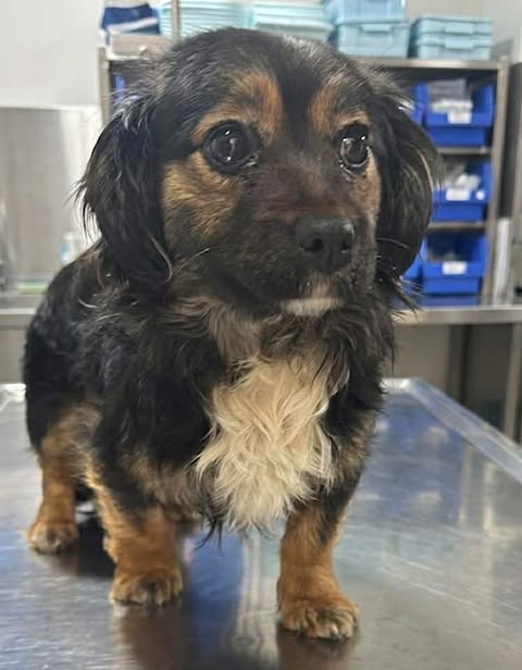 A small black‑and‑brown dog with tan markings and a white chest stands on a metal examination table, with shelves of blue storage bins and equipment visible in the clinical-looking background.