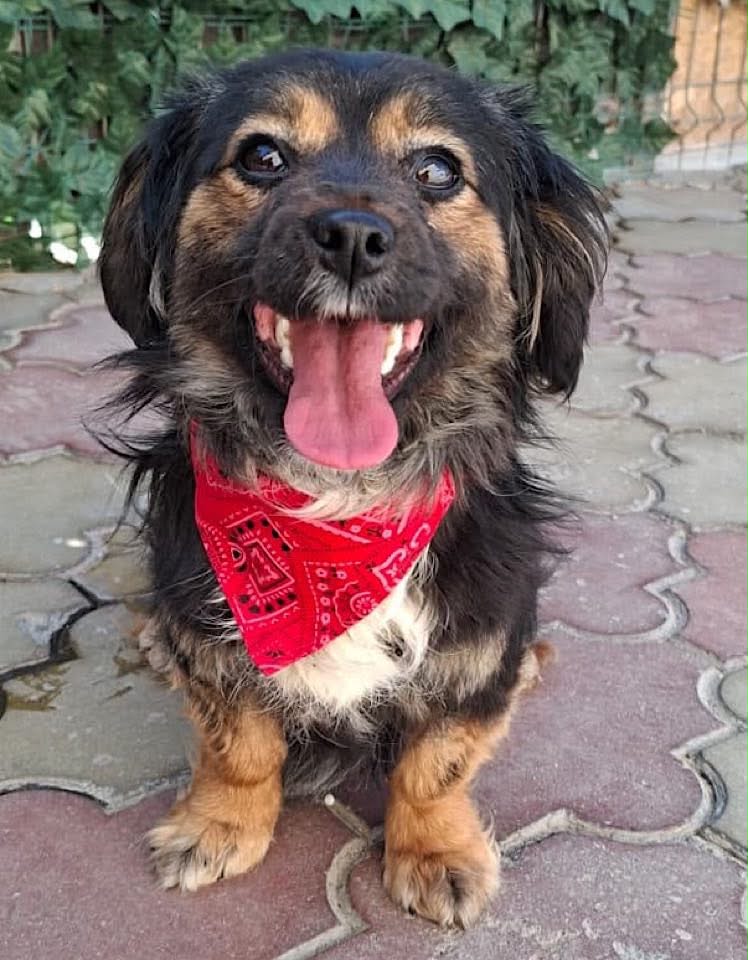 Small black-and-brown dog sitting on patterned stone pavement, wearing a red paisley bandana, looking up with its mouth open. Green leaves and a metal fence are in the background.