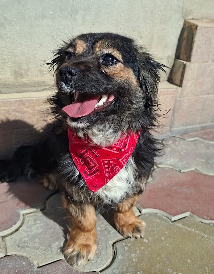 Small black‑and‑brown dog sitting on interlocking stone tiles, wearing a red paisley bandana and looking up with its mouth open. A concrete wall and tiled step are in the background.