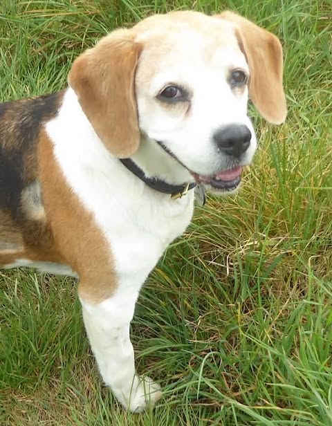 Small dog standing on green grass, with a short white coat and brown‑and‑black patches on its back and ears, wearing a dark collar and looking slightly to the side.