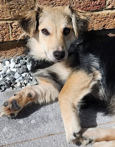 A medium‑sized dog with tan and black fur lies on a sunlit stone surface beside a brick wall and a patch of small white and gray pebbles, looking relaxed with its ears slightly perked.