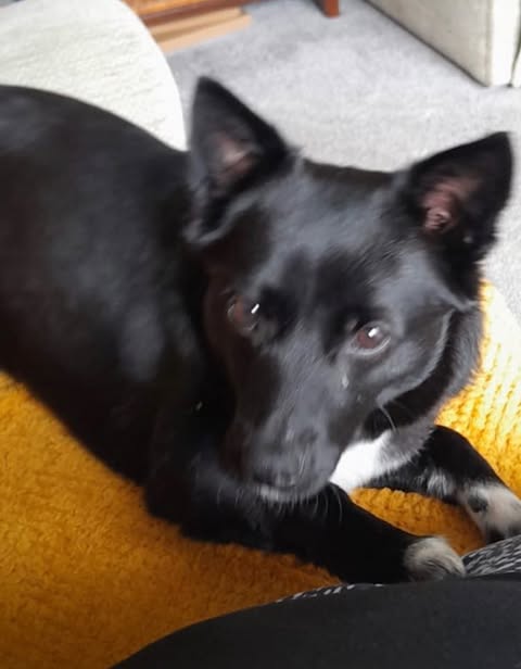 A small black dog with upright ears lies on a yellow blanket on a sofa, looking relaxed. The dog has a white patch on its chest, and the living room carpet and furniture are visible softly in the background.