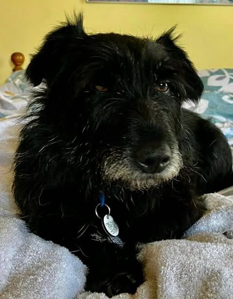 A black dog with a slightly scruffy coat and grey fur around its muzzle lies on a bed covered in light blankets, wearing a collar with blue and silver tags. A patterned bedspread and a yellow wall are visible in the background.