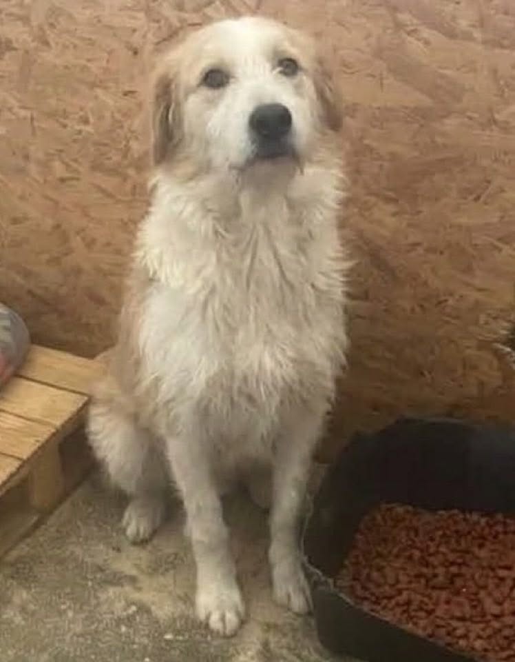 A shaggy white‑and‑tan dog sits indoors beside a container of dry food, with a wooden wall behind it.