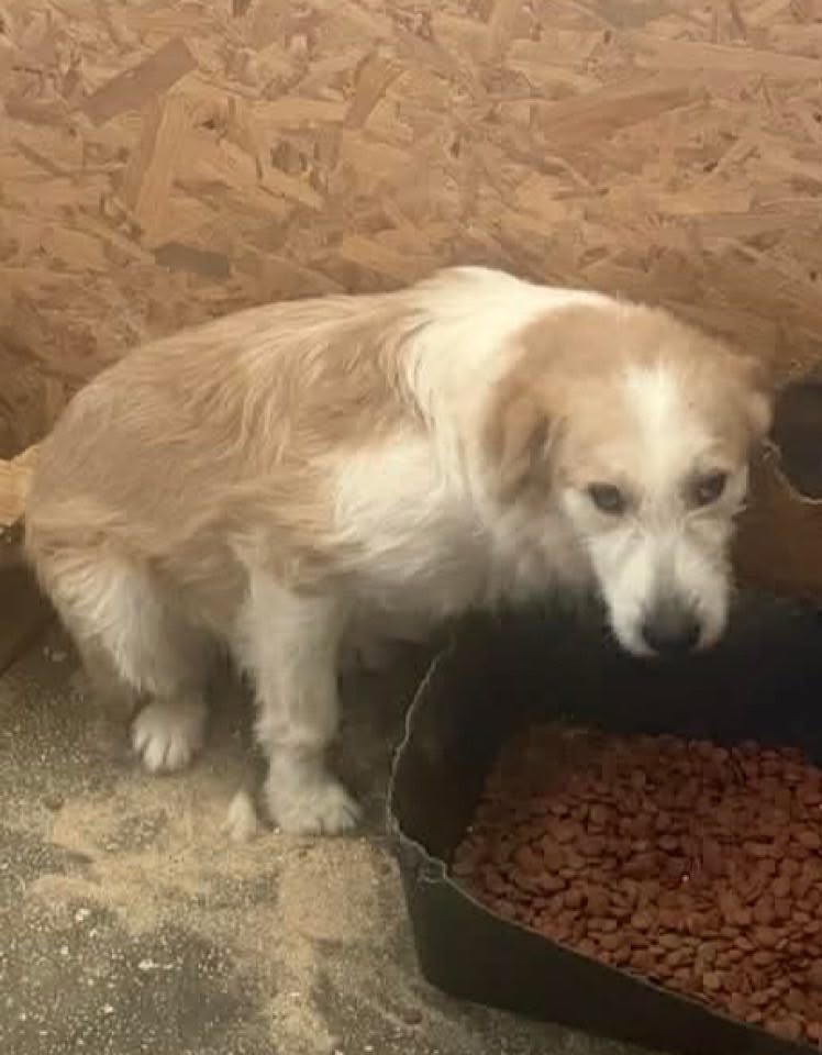 A small light‑brown and white dog stands indoors near a wooden wall beside a container of dry food.