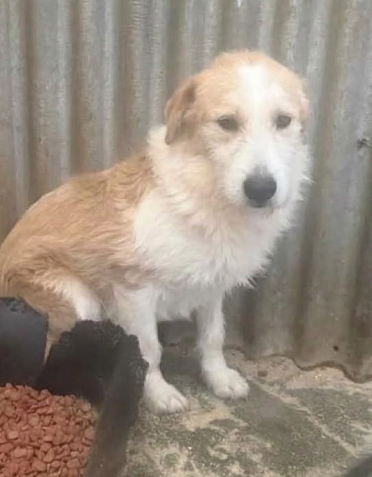 A light‑brown and white dog sits on a concrete floor near corrugated metal sheets, with a container of food beside it.