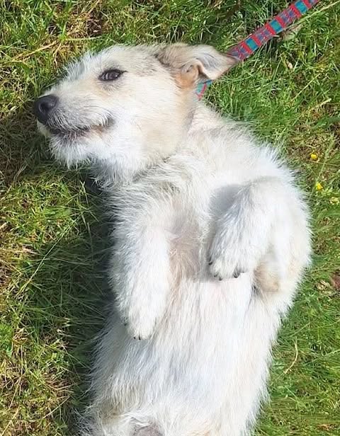 A small, light‑furred dog lies on its back in green grass with a patterned leash attached, paws curled and belly exposed in a relaxed, playful pose.