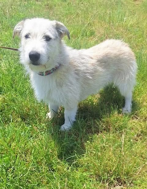 A small, scruffy cream‑and‑white dog with a wiry coat stands alert on bright green grass, wearing a colourful collar and attached to a leash, looking slightly to the side in natural daylight.