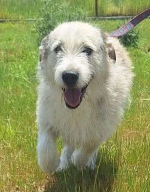 A fluffy, light‑coloured dog with a thick, shaggy coat trots across green grass on a colourful leash, its ears perked and fur moving as it walks in bright outdoor light.