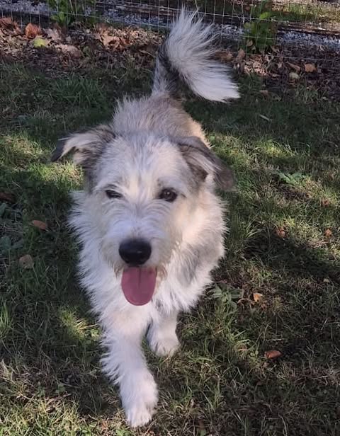 Shaggy, light‑colored dog standing on grass with its tongue out, looking toward the camera; a wire fence and plants are visible in the background.