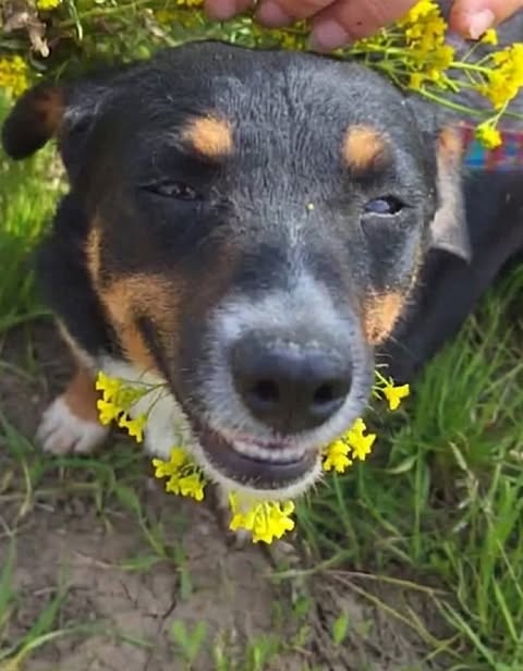 She is a confident little lady, that loves to play<br />
She is looking for a home with someone who is around most of the time that can help her adjust to living in a home and offer her a full and happy life.<br />
She gets on well with other dogs, and would love another friendly dog in the home to play and run around with<br />
We would consider a home as an only dog in the right circumstances<br />
She also gets on with cats<br />
She has had all her vaccinations, and is ready to travel to the UK once a suitable home can be found.