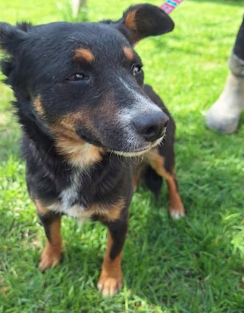 A small black‑and‑tan dog stands on green grass, looking alert with one ear upright and the other slightly folded. A leash is attached to its collar, and part of a person’s booted leg is visible behind it.