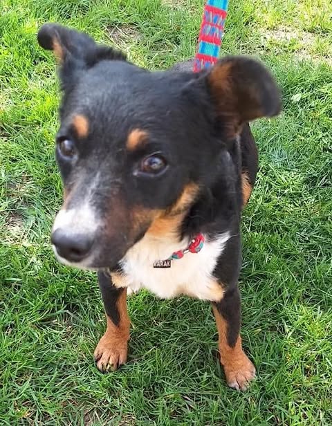 A small black‑and‑tan dog stands on green grass, wearing a red collar with a tag and attached to a red‑and‑blue leash. The dog looks alert, with tan markings on its face and legs and a white patch on its chest.