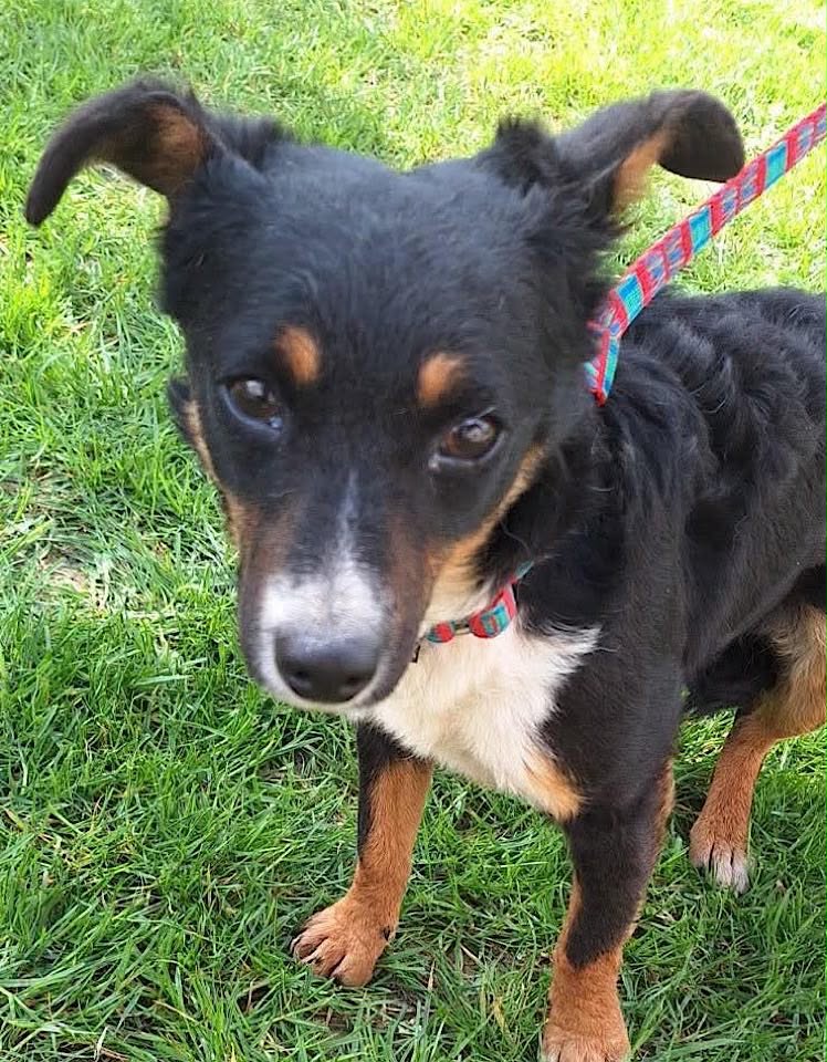 A small black dog with tan markings and a white chest stands on green grass, wearing a colourful red‑and‑blue collar and leash. The dog looks alert, facing the camera in an outdoor setting.